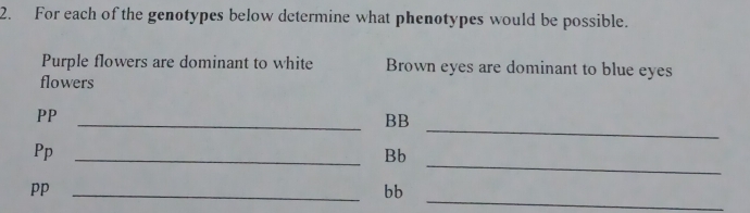 For each of the genotypes below determine what phenotypes would be possible. 
Purple flowers are dominant to white Brown eyes are dominant to blue eyes 
flowers 
_ 
PP 
_BB 
_ 
Pp 
_Bb 
_ 
pp_ 
bb