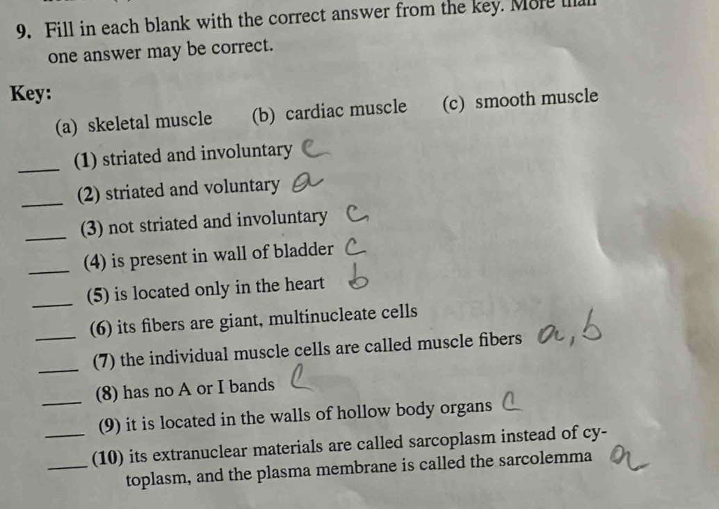 Fill in each blank with the correct answer from the key. More t 
one answer may be correct. 
Key: 
(a) skeletal muscle (b) cardiac muscle (c) smooth muscle 
_(1) striated and involuntary 
_(2) striated and voluntary 
_(3) not striated and involuntary 
_(4) is present in wall of bladder 
_(5) is located only in the heart 
_(6) its fibers are giant, multinucleate cells 
_(7) the individual muscle cells are called muscle fibers 
_(8) has no A or I bands 
(9) it is located in the walls of hollow body organs 
__(10) its extranuclear materials are called sarcoplasm instead of cy- 
toplasm, and the plasma membrane is called the sarcolemma