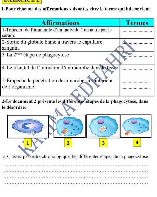 1-Pour chacune des affirmations suivantes citez le terme qui lui convient.
1
s
 
s
3
4
5
d
2-Le document 2 présente les différentes étapes de la phagocytose, dans
le désordre.
1
2 3 4
a-Classez par ordre chronologique, les différentes étapes de la phagocytose.
_
_
_
_