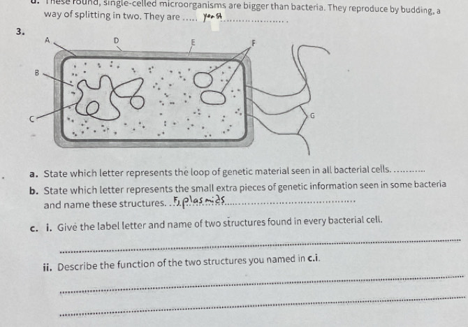 These round, single-celled microorganisms are bigger than bacteria. They reproduce by budding, a 
way of splitting in two. They are__ 
a. State which letter represents the loop of genetic material seen in all bacterial cells._ 
b. State which letter represents the small extra pieces of genetic information seen in some bacteria 
and name these structures. 
_ 
c. I. Give the label letter and name of two structures found in every bacterial cell. 
_ 
_ 
ii. Describe the function of the two structures you named in c.i. 
_