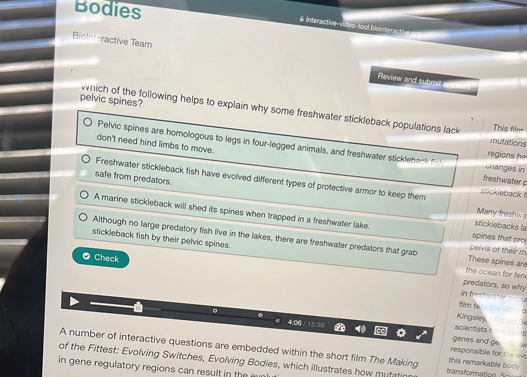 Bodies
A interactive-video-tool.biointeractive.org
BioInteractive Team
Review and submit answers
pelvic spines?
which of the following helps to explain why some freshwater stickleback populations lack This film
mutations
don't need hind limbs to move.
Pelvic spines are homologous to legs in four-legged animals, and freshwater stickleback fish changes in
regions ha
safe from predators.
Freshwater stickleback fish have evolved different types of protective armor to keep them
freshwater p
stickleback fi
A marine stickleback will shed its spines when trapped in a freshwater lake.
Many freshwa
sticklebacks la
spines that proj
Although no large predatory fish live in the lakes, there are freshwater predators that grab These spines are
pelvis of their m
stickleback fish by their pelvic spines. the ocean for fen
Check
predators, so why
in freshwater popu
film te s the story o
^
。
Kingsley, Michael Be
scientists h ve identi
4:06 15/39 genes and ge
etlo sw
A number of interactive questions are embedded within the short film The Making
responsible for the ev
of the Fittest: Evolving Switches, Evolving Bodies, which illustrates how mutatio
this remarkable body
in gene regulatory regions can result in the