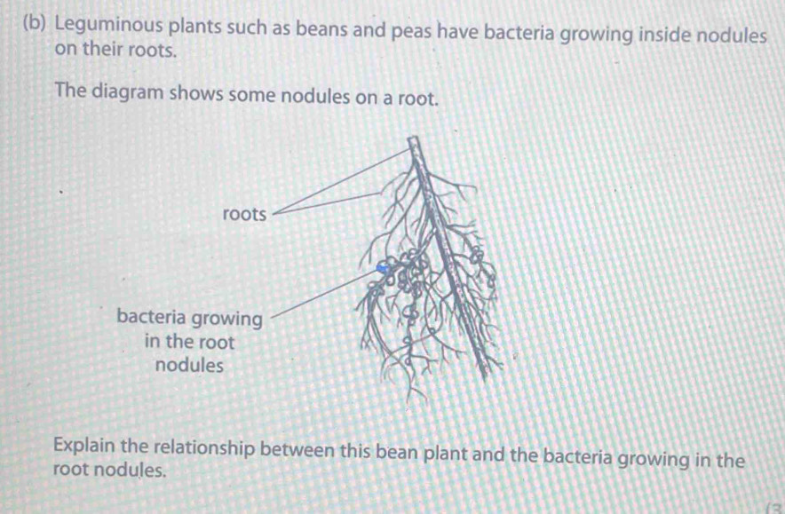 Solved: Leguminous plants such as beans and peas have bacteria growing ...