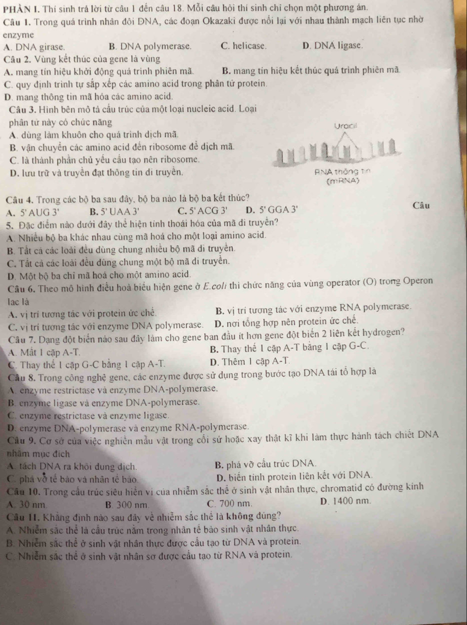 PHÀN I. Thí sinh trả lời từ câu 1 đến câu 18. Mỗi câu hỏi thí sinh chỉ chọn một phương án.
Câu 1. Trong quá trình nhân đôi DNA, các đoạn Okazaki được nổi lại với nhau thành mạch liên tục nhờ
enzyme
A. DNA girase. B. DNA polymerase. C. helicase. D. DNA ligase.
Câu 2. Vùng kết thúc của gene là vùng
A. mang tín hiệu khởi động quá trình phiên mã. B. mang tín hiệu kết thúc quá trình phiên mã
C. quy định trình tự sắp xếp các amino acid trong phân tử protein.
D. mang thông tin mã hóa các amino acid.
Câu 3. Hình bên mô tả cầu trúc của một loại nucleic acid. Loại
phân tử này có chức năng
A. dùng làm khuôn cho quá trình dịch mã.
B. vận chuyển các amino acid đến ribosome để dịch mã.
C. là thành phần chủ yếu cầu tạo nên ribosome.
D. lưu trữ và truyền đạt thông tin di truyền. 
Câu 4. Trong các bộ ba sau đây, bộ ba nào là bộ ba kết thúc?
A. 5'AUG3' B. 5'UAA3' C. 5' ACG 3' D. 5'GGA3' Câu
5. Đặc điểm nào dưới đây thể hiện tính thoái hóa của mã di truyền?
A. Nhiều bộ ba khác nhau cùng mã hoá cho một loại amino acid.
B. Tất cá các loài đều dùng chung nhiều bộ mã di truyền.
C. Tất cả các loài đều dùng chung một bộ mã di truyền.
D. Một bộ ba chỉ mã hoá cho một amino acid.
Câu 6. Theo mô hình điều hoà biểu hiện gene ở E.coli thì chức năng của vùng operator (O) trong Operon
lac là
A. vị trí tương tác với protein ức chế. B. vị trí tương tác với enzyme RNA polymerase.
C. vị trí tương tác với enzyme DNA polymerase. D. nơi tổng hợp nên protein ức chế.
Câu 7. Dạng đột biến nảo sau đây làm cho gene ban đầu ít hơn gene đột biển 2 liên kết hydrogen?
A. Mất 1 cặp A-T. B. Thay thể 1 cặp A-T bằng 1 cặp G-C.
C. Thay thể 1 cặp G-C bằng 1 cặp A-T. D. Thêm 1 cặp / A-T
Câu 8. Trong công nghệ gene, các enzyme được sử dụng trong bước tạo DNA tái tổ hợp là
A. enzyme restrictase và enzyme DNA-polymerase.
B. enzyme ligase và enzyme DNA-polymerase.
C. enzyme restrictase và enzyme ligase.
D. enzyme DNA-polymerase và enzyme RNA-polymerase.
Câu 9. Cơ sở của việc nghiễn mẫu vật trong cối sứ hoặc xay thật kĩ khi làm thực hành tách chiết DNA
nhâm mục đích
A. tách DNA ra khôi dung dịch. B. phá vỡ cầu trúc DNA.
C. phá vỡ tế bảo và nhân tế bảo. D. biển tính protein liên kết với DNA.
Cầu 10. Trong cầu trúc siêu hiển vị của nhiễm sắc thể ở sinh vật nhân thực, chromatid có đường kinh
A. 30 nm. B. 300 nm. C. 700 nm. D. 1400 nm.
Cầu 11, Khẳng định nào sau đây về nhiễm sắc thể là không đúng?
A. Nhiễm sắc thể là cầu trúc nằm trong nhân tế bảo sinh vật nhân thực.
B. Nhiễm sắc thể ở sinh vật nhân thực được cầu tạo từ DNA và protein.
C. Nhiễm sắc thể ở sinh vật nhân sơ được cầu tạo từ RNA và protein.
