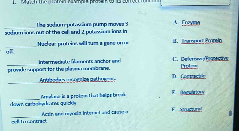 Match the protein example protein to its correct function
_The sodium-potassium pump moves 3 A. Enzyme
sodium ions out of the cell and 2 potassium ions in
_Nuclear proteins will turn a gene on or B. Transport Protein
off.
_
Intermediate filaments anchor and C. Defensive/Protective
provide support for the plasma membrane.
Protein
_Antibodies recognize pathogens. D. Contractile
_
Amylase is a protein that helps break
E. Regulatory
down carbohydrates quickly
_
Actin and myosin interact and cause a F. Structural
cell to contract.