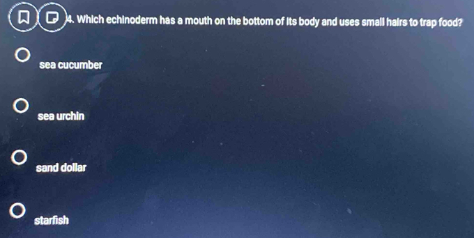 Which echinoderm has a mouth on the bottom of its body and uses small hairs to trap food?
sea cucumber
sea urchin
sand dollar
starfish