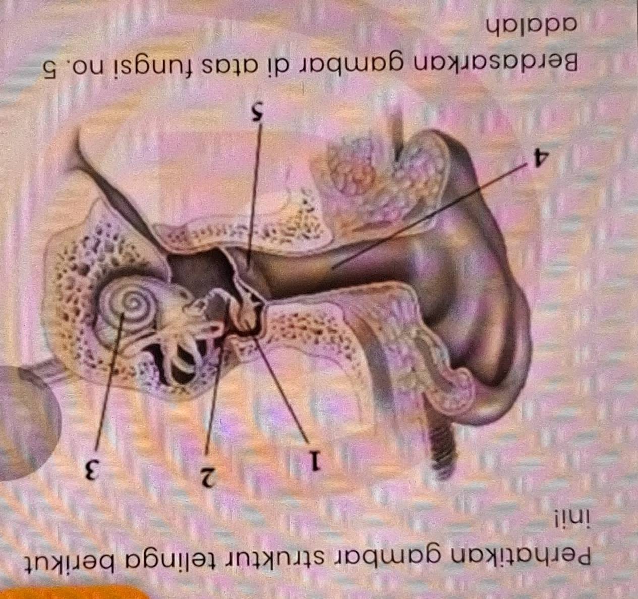 Perhatikan gambar struktur telinga berikut 
ini! 
Berdasarkan gambar di atas fungsi no. 5
adalah