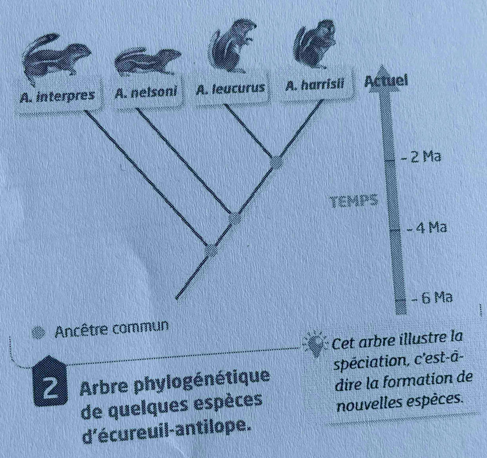 Ancêtre co 
Cet arbre illustre la
2 Arbre phylogénétique spéciation, c'est-â- 
dire la formation de 
de quelques espèces 
nouvelles espèces. 
d'écureuil-antilope.