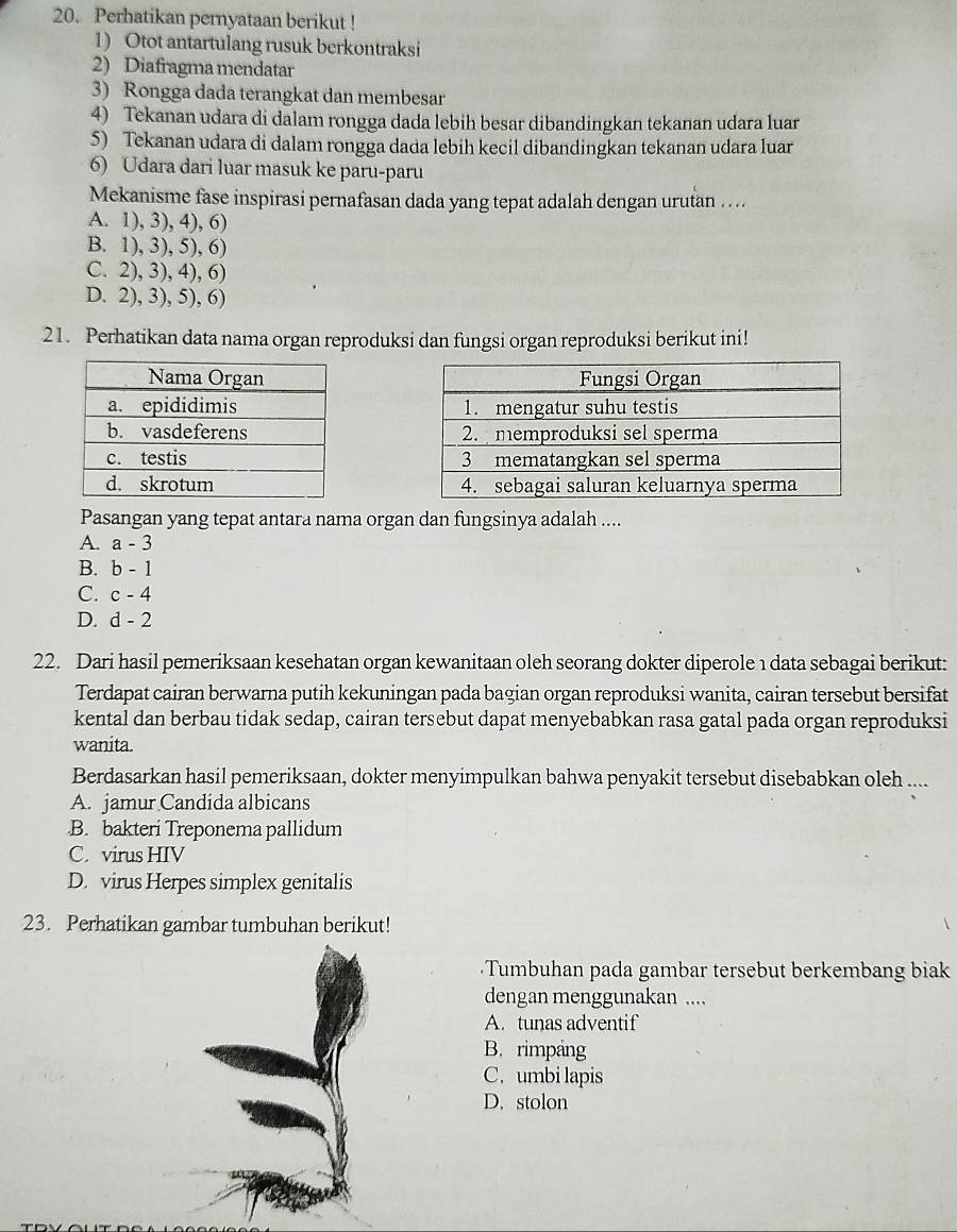 Perhatikan pernyataan berikut !
1) Otot antartulang rusuk berkontraksi
2) Diafragma mendatar
3) Rongga dada terangkat dan membesar
4) Tekanan udara di dalam rongga dada lebih besar dibandingkan tekanan udara luar
5) Tekanan udara di dalam rongga dada lebih kecil dibandingkan tekanan udara luar
6) Udara dari luar masuk ke paru-paru
Mekanisme fase inspirasi pernafasan dada yang tepat adalah dengan urutan ....
A. 1), 3), 4), 6)
B. 1), 3), 5), 6)
C. 2), 3), 4), 6)
D. 2), 3), 5), 6)
21. Perhatikan data nama organ reproduksi dan fungsi organ reproduksi berikut ini!
 
 
Pasangan yang tepat antara nama organ dan fungsinya adalah ....
A. a-3
B. b-1
C. c-4
D. d-2
22. Dari hasil pemeriksaan kesehatan organ kewanitaan oleh seorang dokter diperole 1 data sebagai berikut:
Terdapat cairan berwarna putih kekuningan pada bagian organ reproduksi wanita, cairan tersebut bersifat
kental dan berbau tidak sedap, cairan tersebut dapat menyebabkan rasa gatal pada organ reproduksi
wanita.
Berdasarkan hasil pemeriksaan, dokter menyimpulkan bahwa penyakit tersebut disebabkan oleh ....
A. jamur Candida albicans
B. bakteri Treponema pallidum
C. virus HIV
D. virus Herpes simplex genitalis
23. Perhatikan gambar tumbuhan berikut!
Tumbuhan pada gambar tersebut berkembang biak
dengan menggunakan ....
A. tunas adventif
B. rimpang
C. umbi lapis
D. stolon