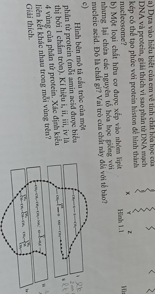 Dựa vào hiều biết của em về tính chất hóa học của 
DNA và protein, giải thích vì sao phân tử DNA mạch 
kép có thể tạo phức với protein histon đễ hình thành 
x 
Z 
nucleosome? Hì 
b) Một loại chất hữu cơ được xếp vào nhóm lipit Hình 1.1 
nhưng lại chứa các nguyên tố hóa học giống với 
nucleic acid. Đó là chất gì? Vai trò của chất này đối với tế bào? 
c) 
Hình bên mô tả cấu trúc của một 
phân tử protein (mỗi amin acid được biểu
cil-s-s 1 -CH_2
thị bởi 1 chấm tròn). Kí hiệu i, ii, iii, iv là 
4 vùng của phân tử protein. Xác định kiểu 
CII- _  o OII-CH 
liên kết khác nhau trong mỗi vùng trên?
-CH_2-CH_2-CH_2-CH- sumlimits _O-C=H_2C
Giải thích. 
overline sumlimits _i=11,..sumlimits _21-c_111,c11 
lv