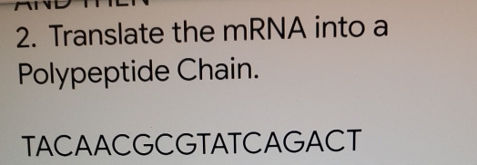 Translate the mRNA into a 
Polypeptide Chain. 
TACAACGCGTATCAGACT