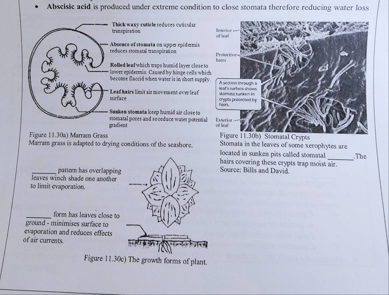 Abscisic acid is produced under extreme condition to close stomata therefore reducing water loss
Thick waxy cuticle reduces cuticular
transpiration 
Absence of stomata on upper epidermis
reduces stomatal transpiration
Rolled leaf which traps humid layer close t
lower epidermis. Caused by hinge cells whi
become flaccid when water is in short suppl
Leaf hairs limit air movement over leaf 
surface 
Sunken stomata keep humid air close to
stomatal pores and so reduce water potentia
gradient
Figure 11.30a) Marram Grass ypts
Marram grass is adapted to drying conditions of the seashore. Stomata in the leaves of some xerophytes are
located in sunken pits called stomatal _The
hairs covering these crypts trap moist air.
_pattern has overlapping
Source: Bills and David.
leaves winch shade one another
to limit evaporation.
_form has leaves close to
ground - minimises surface to
evaporation and reduces effects
of air currents.
Figure 11.30c) The growth forms of plant.