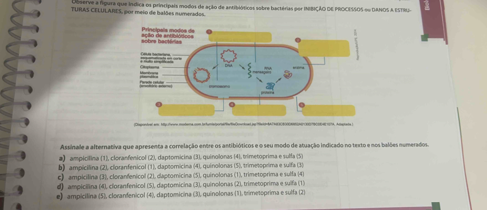 Observe a figura que indica os principais modos de ação de antibióticos sobre bactérias por INIBIÇÃO DE PROCESSOS ou DANOS A ESTRU-
TURAS CELULARES, por meio de balões numerados.
(Dispon/vel em: http://www.moderna.com.br/lumis/portal/file/fieDownload.jsp?fileld=8A7A83CB30D6852A0130D7BC0E4E107A. Adaptada.)
Assinale a alternativa que apresenta a correlação entre os antibióticos e o seu modo de atuação indicado no texto e nos balões numerados.
a) ampicilina (1), cloranfenicol (2), daptomicina (3), quinolonas (4), trimetoprima e sulfa (5)
b) ampicilina (2), cloranfenicol (1), daptomicina (4), quinolonas (5), trimetoprima e sulfa (3)
c) ampicilina (3), cloranfenicol (2), daptomicina (5), quinolonas (1), trimetoprima e sulfa (4)
d) ampicilina (4), cloranfenicol (5), daptomicina (3), quinolonas (2), trimetoprima e sulfa (1)
e) ampicilina (5), cloranfenicol (4), daptomicina (3), quinolonas (1), trimetoprima e sulfa (2)