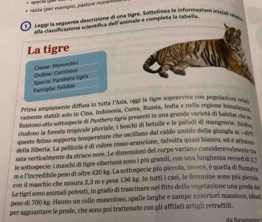 specie per e
razza (per esempio, pastore marem m
1) Leggi la seguente descrizione di una tigre. Sottolínea le informazioni iniziali relt
alla classificazione scientifica dell'animale e completa la tabella.
La tigre
Ordine: Carnívora Classe: Mammiferi
Famiglia: Felidae Specie: Panthera tigris
Prima ampiamente diffusa in tutta l'Asia, oggi la tigre sopravvive con popolazioni relat.
vamente stabili solo in Cina, Indonesia, Corea, Russia, India e nella regione himalayaa
Esistono otto sottospecie di Pantherq tigris presenti in una grande varietà di habitat che in
cludono la foresta tropicale pluviale, i boschi di betulle e le paludi di mangrovie. Inoltre,
questo felino sopporta temperature che oscillano dal caldo umido della giungla ai -40°C
della Siberia. La pelliccia è di colore rosso-arancione, talvolta quasi bianco, ed è attraver-
sata verticalmente da strisce nere. Le dimensioni del corpo variano considerevolmente tra
le sottospecie: i maschi di tigre siberiana sono i più grandi, con una lunghezza record di 3.7
m e l'incredibile peso di oltre 420 kg. La sottospecie più piccola, invece, è quella di Sumatra
con il maschio che misura 2,3 m e pesa 136 kg. In tutti i casi, le femmine sono più piccole.
Le tigri sono animali potenti, in grado di trascinare nel fitto della vegetazione una preda del
peso di 700 kg. Hanno un collo muscoloso, spalle larghe e zampe anteriori massicce, ideali
per agguantare le prede, che sono poi trattenute con gli affilati artigli retrattili.
da focusiunior