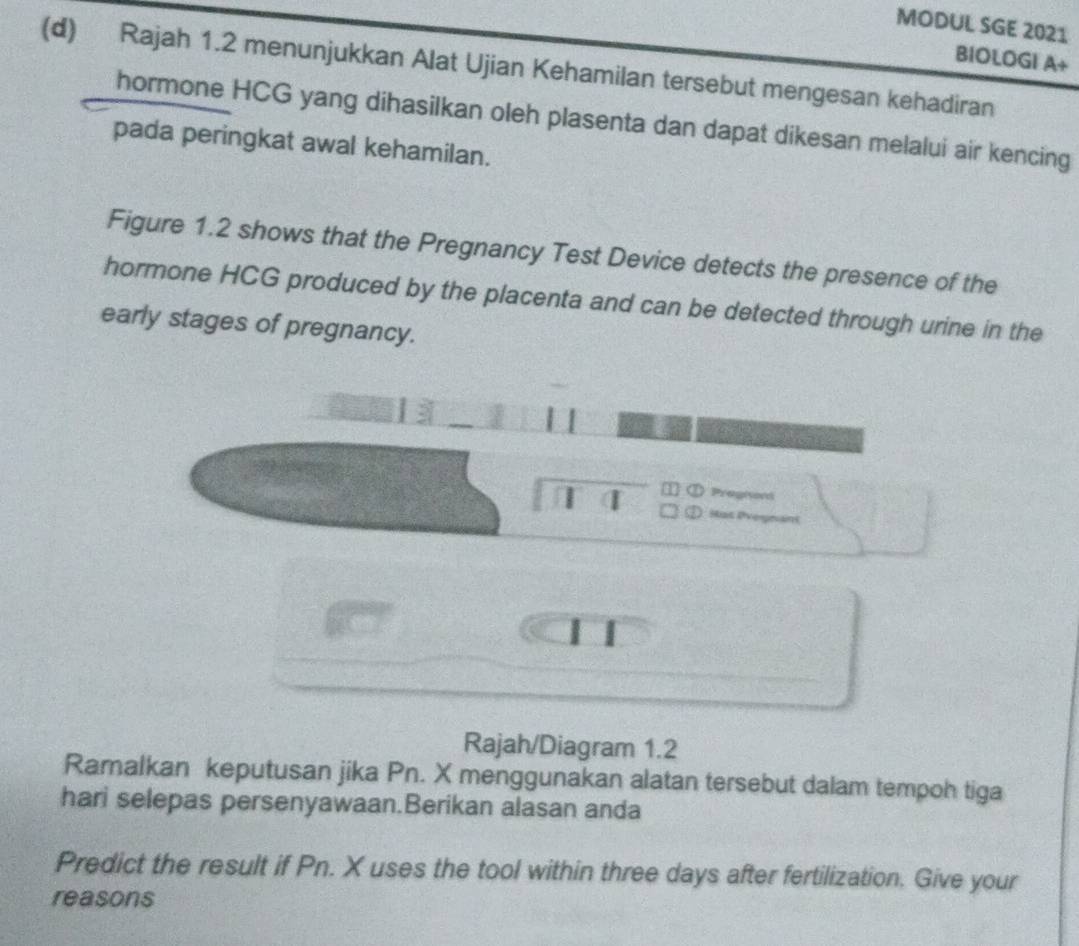 MODUL SGE 2021 
BIOLOGI A+ 
(d) Rajah 1.2 menunjukkan Alat Ujian Kehamilan tersebut mengesan kehadiran 
hormone HCG yang dihasilkan oleh plasenta dan dapat dikesan melalui air kencing 
pada peringkat awal kehamilan. 
Figure 1.2 shows that the Pregnancy Test Device detects the presence of the 
hormone HCG produced by the placenta and can be detected through urine in the 
early stages of pregnancy. 
T ① Pregisond 
② Hat Pvernant 
Rajah/Diagram 1.2 
Ramalkan keputusan jika Pn. X menggunakan alatan tersebut dalam tempoh tiga 
hari selepas persenyawaan.Berikan alasan anda 
Predict the result if Pn. X uses the tool within three days after fertilization. Give your 
reasons