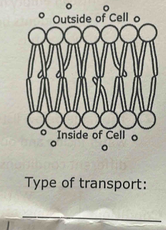 Type of transport: 
_