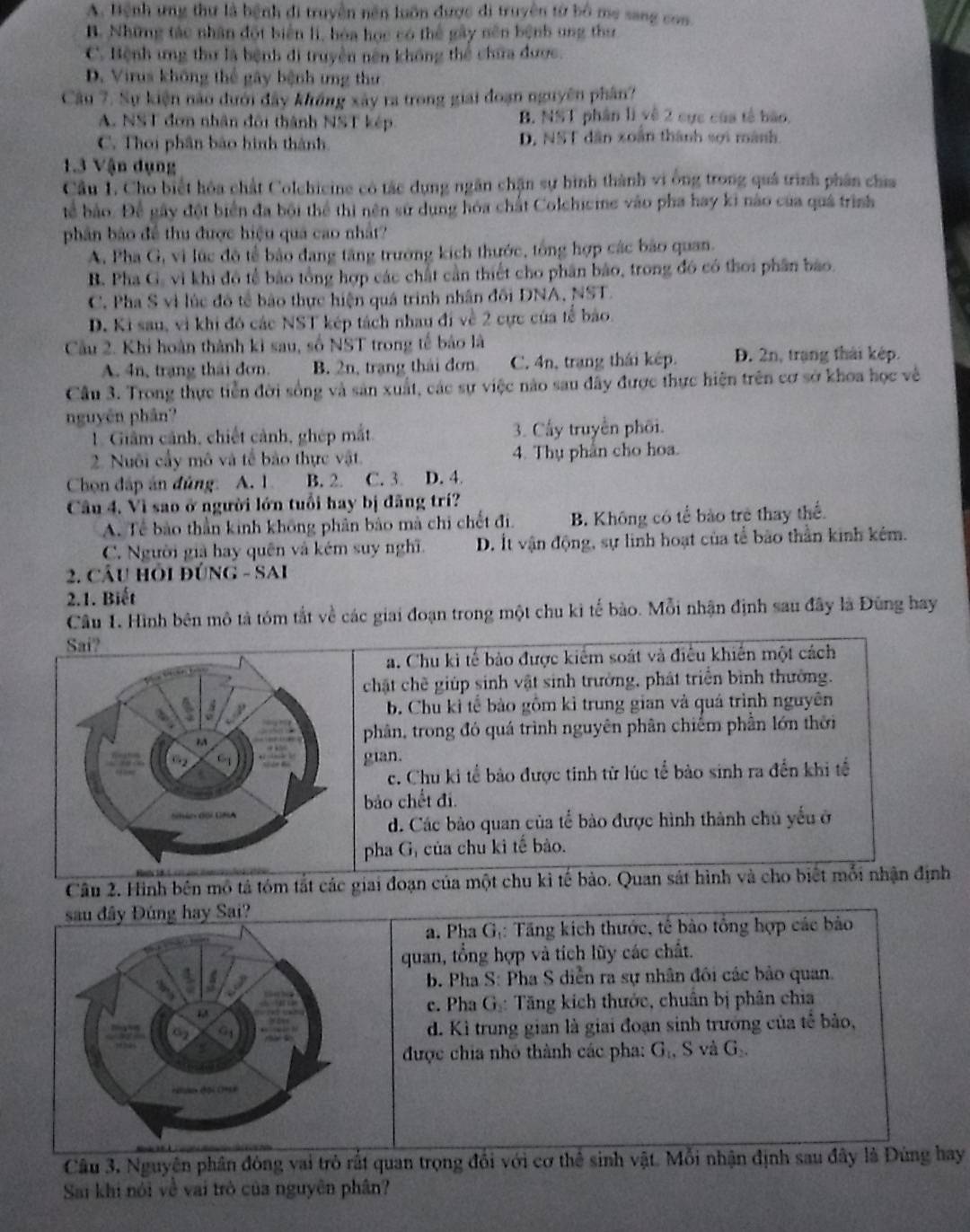 A. Bệnh ưng thư là bệnh đi truyền nên luôn được đi truyền từ bộ mẹ sang con
B. Những tác nhân đột biển li, hóa học có thể gây nên bệnh ung thư
C. Bệnh ưng thư là bệnh đi truyền nên không thể chữa được.
D. Virus không thể gây bệnh ưng thư
Câu 7. Sự kiện nào đưới đây không xây ra trong giai đoạn nguyên phân?
A. NST đơn nhân đôi thành NST kép B. NST phân lì về 2 cục của tế bào,
C. Thoi phân bảo hình thành D, NST dân xoán thành sợi mành
1.3 Vận dụng
Câu 1. Cho biết hóa chất Colchicine có tác dụng ngân chận sự hình thành vi ông trong quả trình phân chia
tể bảo. Để gây đột biển đa bội thể thị nên sử dụng hóa chất Colchicmne vào pha hay ki nào của quả trình
phân bảo đề thu được hiệu quả cao nhất?
A, Pha G, vì lúc đô tể bảo đang tăng trưởng kích thước, tổng hợp các bão quan.
B. Pha G. vì khi đô tể bào tổng hợp các chất cần thiết cho phân bảo, trong đó có thời phân bão.
C. Pha S vì lúc đô tế bào thực hiện quá trình nhân đối DNA, NST.
D. Ki sau, vì khi đó các NST kép tách nhau đi về 2 cực của tế bảo.
Cầu 2. Khi hoàn thành kì sau, số NST trong tế báo là
A. 4n, trạng thái đơn. B. 2n, trạng thái đơn C. 4n, trạng thái kép. D. 2n, trạng thái kép.
Cầu 3. Trong thực tiền đời sống và sản xuất, các sự việc nào sau đây được thực hiện trên cơ sở khoa học về
nguyên phân?
1. Giảm cảnh, chiết cảnh, ghép mắt 3. Cấy truyền phối.
2. Nuôi cầy mô và tế bảo thực vật. 4. Thy phan cho hoa.
Chọn đấp án đủng: A. 1 B. 2. C. 3. D. 4.
Câu 4. Vì sao ở người lớn tuổi hay bị đăng trí?
A. Tế bào thần kinh không phân bảo mà chi chết đi.  B. Không có tể bào trẻ thay thể
C. Người giả hay quên và kém suy nghĩ D. Ít vận động, sự linh hoạt của tể bão thần kinh kém.
2. CầU HÔI đÚNG - SAI
2.1. Biết
Câu 1. Hình bên mô tả tóm tắt về các giai đoạn trong một chu ki tế bào. Mỗi nhận định sau đây là Đũng hay
Sai?
a. Chu ki tế bảo được kiểm soát và điều khiến một cách
chật chẽ giúp sinh vật sinh trưởng, phát triển bình thường.
b. Chu kỉ tế bảo gồm kỉ trung gian và quá trình nguyên
phân, trong đó quá trình nguyên phân chiếm phần lớn thời
gian.
c. Chu ki tể bảo được tinh tử lúc tể bảo sinh ra đến khi tế
bảo chết đi.
d. Các bào quan của tể bào được hình thành chủ yếu ở
pha G, của chu kỉ tế bào.
Câu 2. Hình bên mô tả tóm tắt các giai đoạn của một chu kỉ tế bảo. Quan sát hình và cho biết mỗi nhận định
sau đây Đúng hay Sai?
a. Pha Gị: Tăng kích thước, tế bào tổng hợp các bảo
quan, tổng hợp và tích lũy các chất.
b. Pha S: Pha S diễn ra sự nhân đôi các bảo quan.
c. Pha G: Tăng kích thước, chuân bị phân chia
d. Kì trung gian là giai đoạn sinh trưởng của tế bảo,
được chia nhỏ thành các pha: Gạ, S và Gạ.
Câu 3, Nguyên phân đòng vai trò rất quan trọng đổi với cơ thể sinh vật. Mỗi nhận định sau đây là Đùng hay
Sai khi nói về vai trò của nguyên phân?
