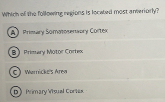 Which of the following regions is located most anteriorly?
A Primary Somatosensory Cortex
B Primary Motor Cortex
C Wernicke's Area
D Primary Visual Cortex