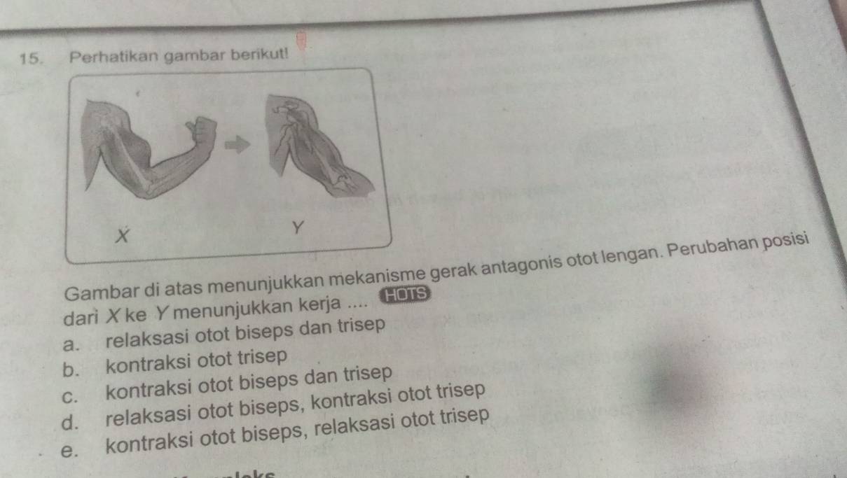 Perhatikan gambar berikut!
Gambar di atas menunjukkan mekanisme gerak antagonis otot lengan. Perubahan posisi
dari Xke Y menunjukkan kerja . HOTS
a. relaksasi otot biseps dan trisep
b. kontraksi otot trisep
c. kontraksi otot biseps dan trisep
d. relaksasi otot biseps, kontraksi otot trisep
e. kontraksi otot biseps, relaksasi otot trisep