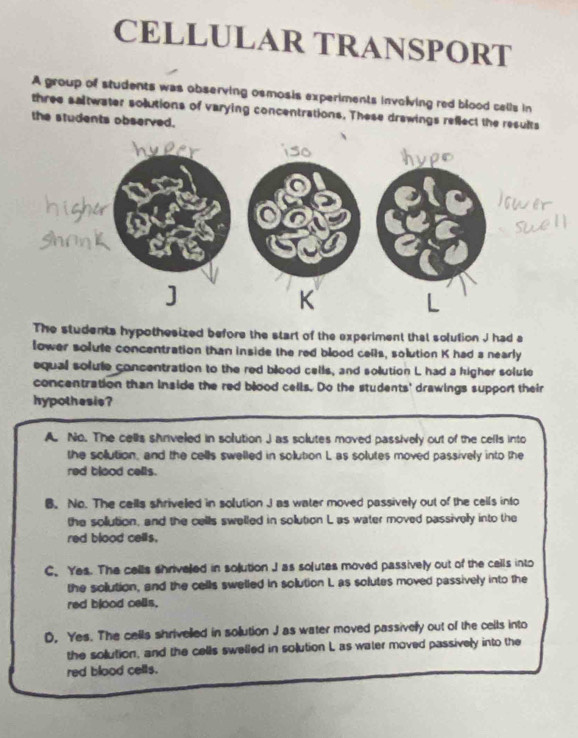 CELLULAR TRANSPORT
A group of students was observing osmosis experiments involving red blood cells in
three saltwater solutions of varying concentrations. These drawings refect the results
the students observed.
The students hypothesized before the start of the experiment that solution J had a
lower solule concentration than inside the red blood cells, solution K had a nearly
equal solule concentration to the red blood cells, and solution L had a higher solute
concentration than inside the red blood cells. Do the students' drawings support their
hypothesie?
A. No. The cells shriveled in solution J as solutes moved passively out of the cells into
the sollution, and the cells swelled in solution L as solutes moved passively into the
red blood cells.
B. No. The cells shriveled in solution J as water moved passively out of the cells into
the sollution, and the cells swelled in sollution L as water moved passivelly into the
red blood cells.
C. Yes. The cells shriveed in solution J as solutes moved passively out of the cells into
the solution, and the cells swelled in solution L as solutes moved passively into the
red blood cells.
D, Yes. The cells shrivelled in solution J as water moved passively out of the cells into
the solution, and the cells swelled in solution L as water moved passively into the
red blood cells.