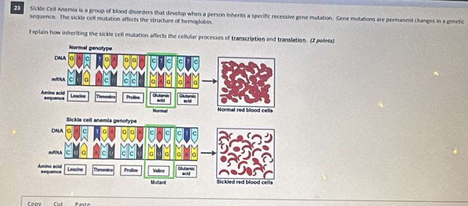 Sickle Cell Anemia is a group of blood disorders that develop when a person inherits a specific recessive gene mutation. Gene mutations are permanent changes in a genetic 
sequence. The sickle cell mutation affects the structure of hemoglobin. 
Explain how inheriting the sickle cell mutation affects the cellular processes of transcription and translation. (2 points) 
Normal genotype 
DNA c G G c c c C 
M √ 
mRNA c c c G G G G 
Amino acid Loucine Threonine Prolline Glutamic Olutamnic ackd 
sequence acld 
Normal Normal red blood cells 
Copy Cut Paste