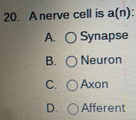 A nerve cell is a(n) :
A. Synapse
B. Neuron
C. Axon
D. Afferent