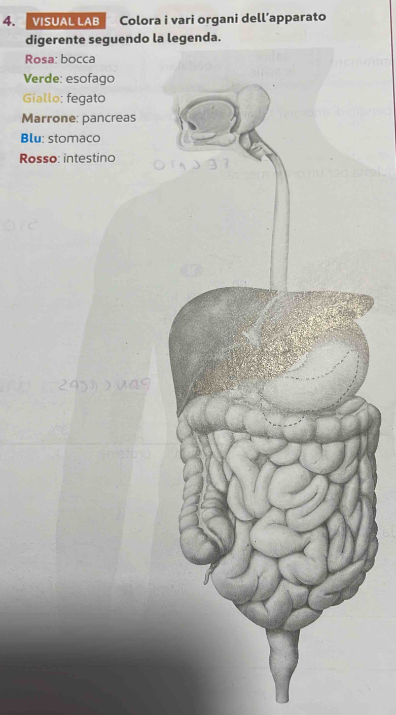 VISUAL LAB Colora i vari organi dell’apparato 
digerente seguendo la 
Rosa: bocca 
Verde: esofago 
Giallo: fegato 
Marrone: pancreas 
Blu: stomaco 
Rosso: intestino