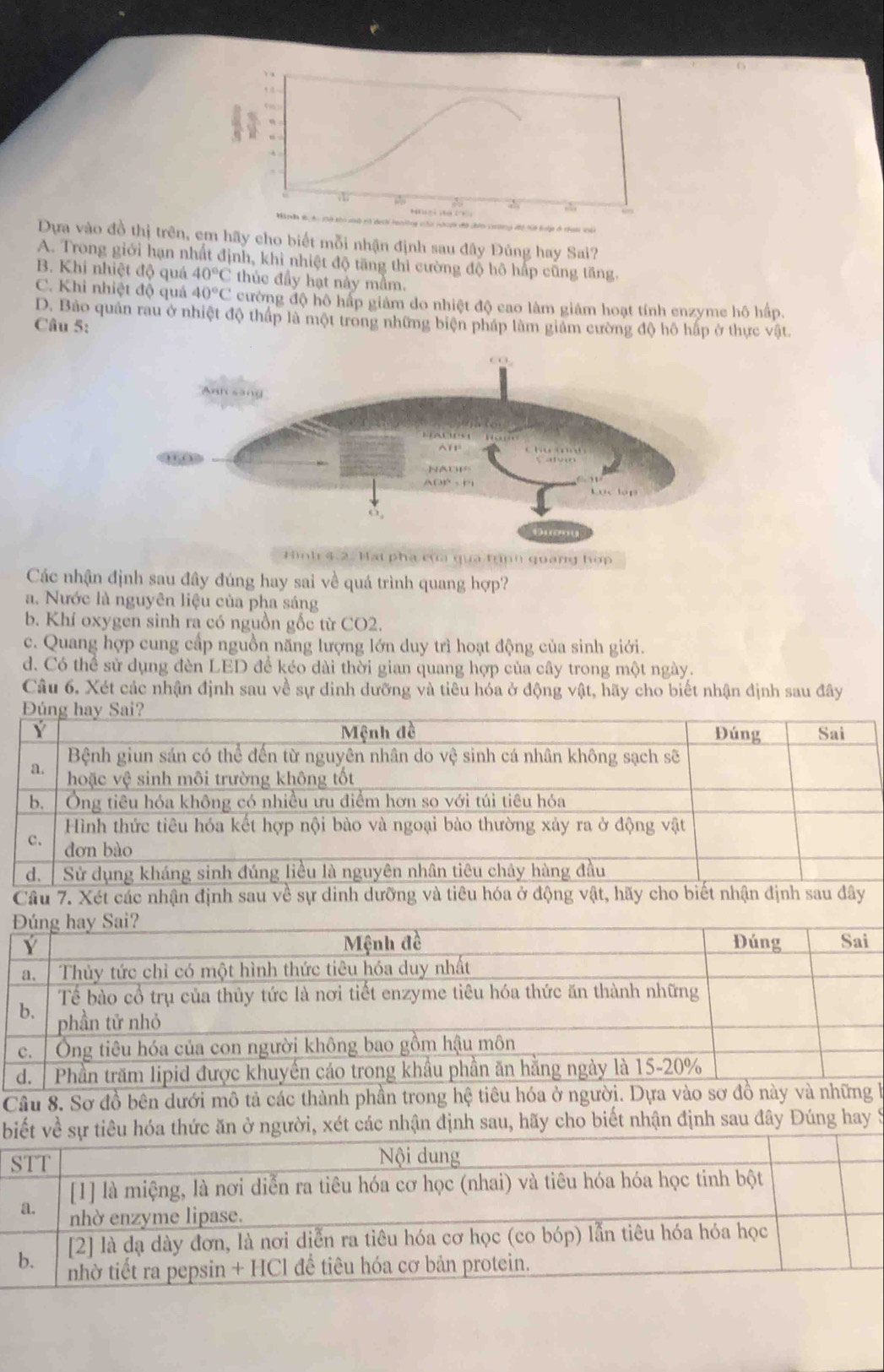 Dựa vào đồ thị trên, em hãy cho biết mỗi nhận định sau đây Đúng hay Sai?
A. Trong giới hạn nhất định, khi nhiệt độ tăng thì cường độ hô hấp cũng tăng.
B. Khi nhiệt độ quá 40°C thúc đầy hạt này mầm.
C. Khi nhiệt độ quá 40°C cường độ hô hấp giảm do nhiệt độ cao làm giám hoạt tính enzyme hộ hấp.
D. Bảo quản rau ở nhiệt độ thấp là một trong những biện pháp làm giảm cường độ hô hấp ở thực vật.
Câu 5:
Hình 4.2. Hai pha của qua tịnh quang hợp
Các nhận định sau đây đúng hay sai về quá trình quang hợp?
a. Nước là nguyên liệu của pha sáng
b. Khí oxygen sinh ra có nguồn gốc từ CO2.
c. Quang hợp cung cấp nguồn năng lượng lớn duy trì hoạt động của sinh giới.
d. Có thể sử dụng đèn LED để kéo dài thời gian quang hợp của cây trong một ngày.
Câu 6. Xét các nhận định sau về sự dinh dưỡng và tiêu hóa ở động vật, hãy cho biết nhận định sau đây
Câu 8. Sơ đồ bên dưới mô tả các thành phần trong hệ tiêu hóa ở người. Dựa
bác nhận định sau, hãy cho biết nhận định sau đây Đúng hay