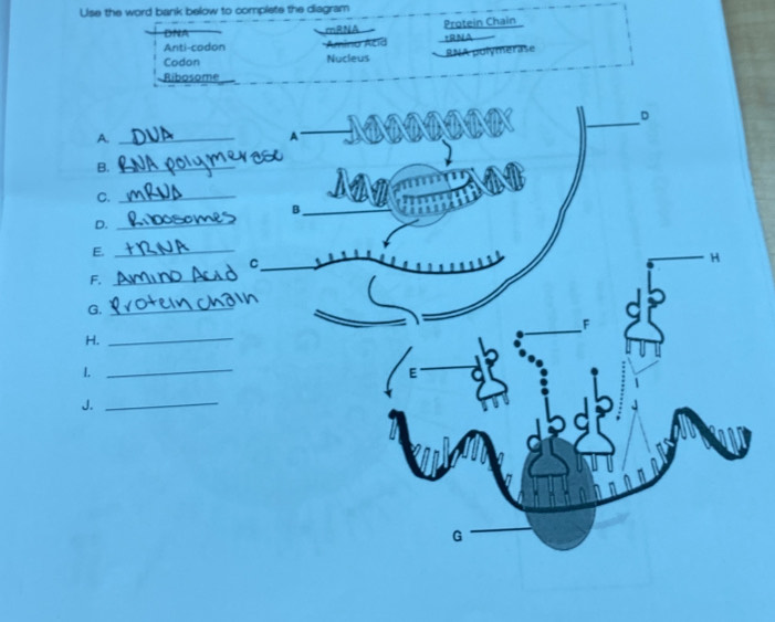 Ulse the word bank below to complete the diagram 
DNA mRNA 
Anti-codon Amino Acid Protein Chain 
+RNA 
Codon Nucleus RNA polymérase 
Ribosome 
_ 
D 
A._ 
A 
B._ 
C._ 
_B 
_ 
D._ 
E._ 
_C 
H 
F._ 
G._ 
F 
H._ 
_1 
E 
J._ 
G