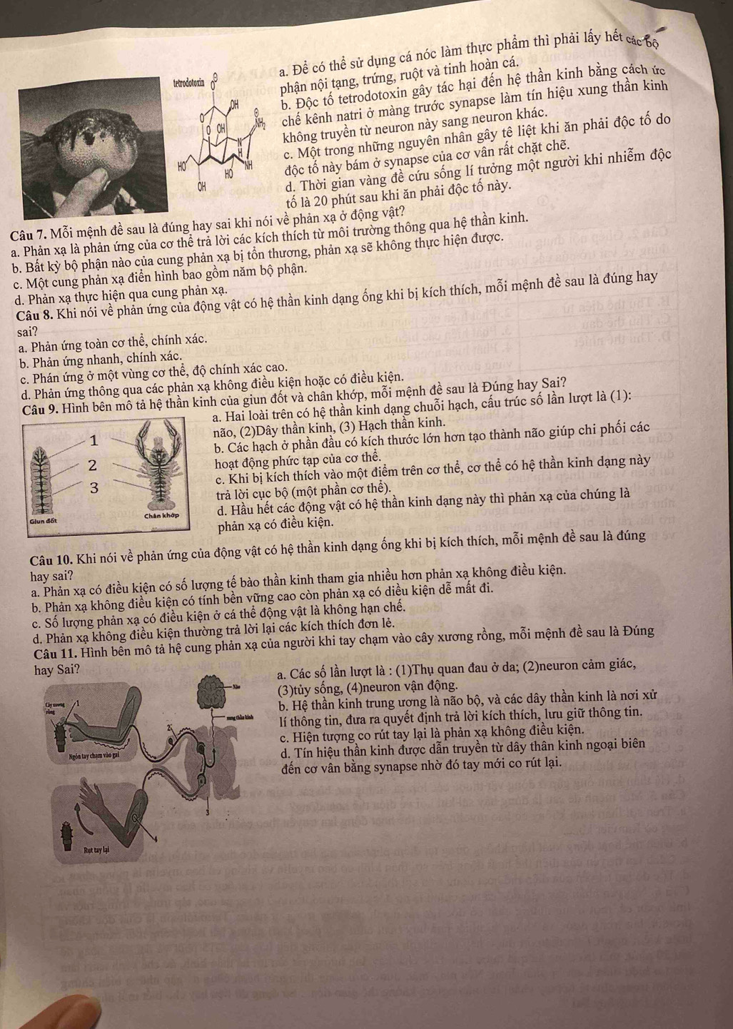a. Để có thể sử dụng cá nóc làm thực phẩm thì phải lấy hết các bộ
phận nội tạng, trứng, ruột và tinh hoàn cá.
b. Độc tố tetrodotoxin gây tác hại đến hệ thần kinh bằng cách ức
chế kênh natri ở màng trước synapse làm tín hiệu xung thần kinh
không truyền từ neuron này sang neuron khác.
c. Một trong những nguyên nhân gây tê liệt khi ăn phải độc tố do
độc tố này bám ở synapse của cơ vân rất chặt chẽ.
d. Thời gian vàng đề cứu sống lí tưởng một người khi nhiễm độc
tố là 20 phút sau khi ăn phải độc tố này.
Câu 7. Mỗi mệnh đề sau là đúng hay sai khi nói về phản xạ ở động vật?
a. Phản xạ là phản ứng của cơ thể trả lời các kích thích từ môi trường thông qua hệ thần kinh.
b. Bất kỳ bộ phận nào của cung phản xạ bị tồn thương, phản xạ sẽ không thực hiện được.
c. Một cung phản xạ điển hình bao gồm năm bộ phận.
Câu 8. Khi nói về phản ứng của động vật có hệ thần kinh dạng ống khi bị kích thích, mỗi mệnh đề sau là đúng hay
d. Phản xạ thực hiện qua cung phản xạ.
sai?
a. Phản ứng toàn cơ thể, chính xác.
b. Phản ứng nhanh, chính xác.
c. Phán ứng ở một vùng cơ thể, độ chính xác cao.
d. Phản ứng thông qua các phản xạ không điều kiện hoặc có điều kiện.
Câu 9. Hình bên mô tả hệ thần kinh của giun đốt và chân khớp, mỗi mệnh đề sau là Đúng hay Sai?
Ha. Hai loài trên có hệ thần kinh dạng chuỗi hạch, cấu trúc số lần lượt là (1):
não, (2)Dây thần kinh, (3) Hạch thần kinh.
b. Các hạch ở phần đầu có kích thước lớn hơn tạo thành não giúp chi phối các
hoạt động phức tạp của cơ thể.
c. Khi bị kích thích vào một điểm trên cơ thể, cơ thể có hệ thần kinh dạng này
trả lời cục bộ (một phần cơ thể).
d. Hầu hết các động vật có hệ thần kinh dạng này thì phản xạ của chúng là
phản xạ có điều kiện.
Câu 10. Khi nói về phản ứng của động vật có hệ thần kinh dạng ống khi bị kích thích, mỗi mệnh đề sau là đúng
hay sai?
a. Phản xạ có điều kiện có số lượng tế bào thần kinh tham gia nhiều hơn phản xạ không điều kiện.
b. Phản xạ không điều kiện có tính bền vững cao còn phản xạ có diều kiện dễ mất đi.
c. Số lượng phản xạ có điều kiện ở cá thể động vật là không hạn chế.
d. Phản xạ không điều kiện thường trả lời lại các kích thích đơn lẻ.
Câu 11. Hình bên mô tả hệ cung phản xạ của người khi tay chạm vào cây xương rồng, mỗi mệnh đề sau là Đúng
a. Các số lần lượt là : (1)Thụ quan đau ở da; (2)neuron cảm giác,
(3)tủy sống, (4)neuron vận động.
b. Hệ thần kinh trung ương là não bộ, và các dây thần kinh là nơi xử
lí thông tin, đưa ra quyết định trả lời kích thích, lưu giữ thông tin.
c. Hiện tượng co rút tay lại là phản xạ không điều kiện.
d. Tín hiệu thần kinh được dẫn truyền từ dây thân kinh ngoại biên
đến cơ vân bằng synapse nhờ đó tay mới co rút lại.