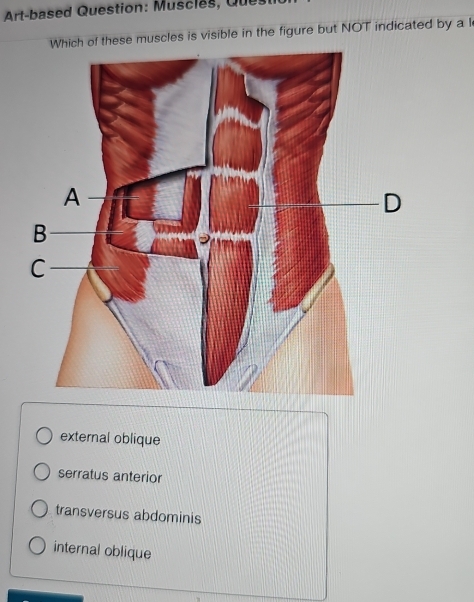 Solved: Art-based Question: Muscles, Que Which of these muscles is ...