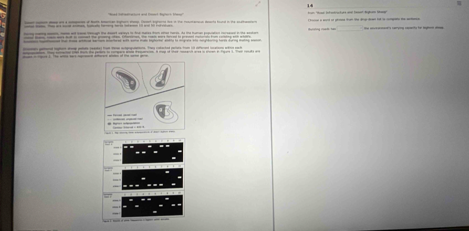 from 'Rosd Infrestructure end Desert Bighons Sheep' 
loue aoom aose ans a supers of North Amercan bigher sheep. Desert bighorns live in the mountainous desorts found in the southwester Choose a word or phrase from the drup-down hat to complets the sentance. 
hong monng saeas, mesa will travel threugh the deset valeys to find mates from other herds. As the human population increased in the western fuilding roads has □°
mod stam, mads were but in memed the growing citles. Oftentimes, the roads were fenced to prevent motorists from coliding with wildere 
hedhoed hat mae atfcal bamers eterfered with some mala bighorns' ability to migrate into neightoring hents during mating season 
losers garnd laghom sheep pelists (weste) hom three subpopulations. They collected pellets from 10 different locations within each 
esppaties. they extacted ONs frm the pellets to compare allee frequencies. A map of their research area is shown in Figure 1. Their results are 
ouan io sgure 2. The while tars reprient different alleles of the same gene.