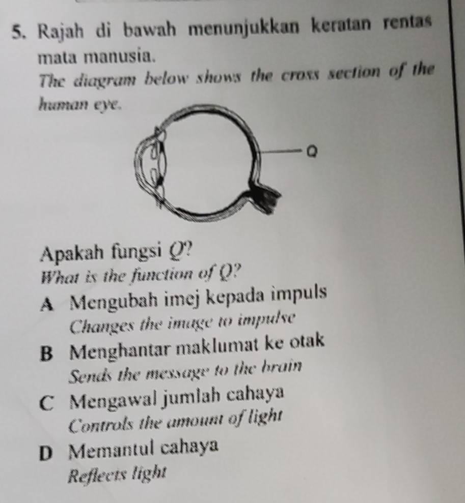 Rajah di bawah menunjukkan keratan rentas
mata manusia.
The diagram below shows the cross section of the
human eye
Apakah fungsi Q?
What is the function of Q?
A Mengubah imej kepada impuls
Changes the image to impulse
B Menghantar maklumat ke otak
Sends the message to the brain
C Mengawal jumlah cahaya
Controls the amount of light
D Memantul cahaya
Reflects light