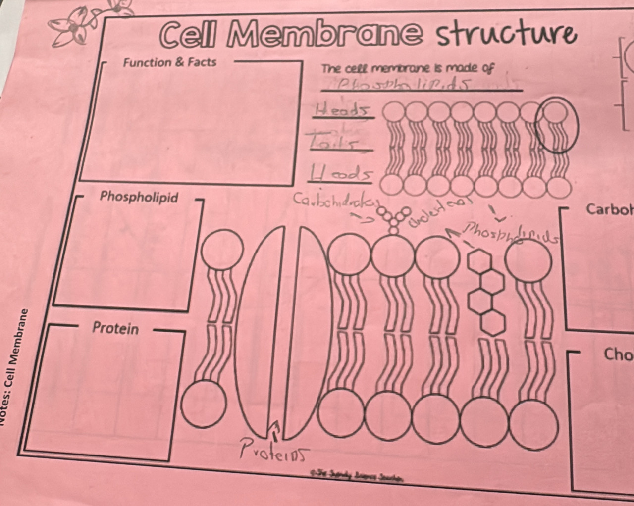 Cell Membrane structur 
Carboh 
Cho