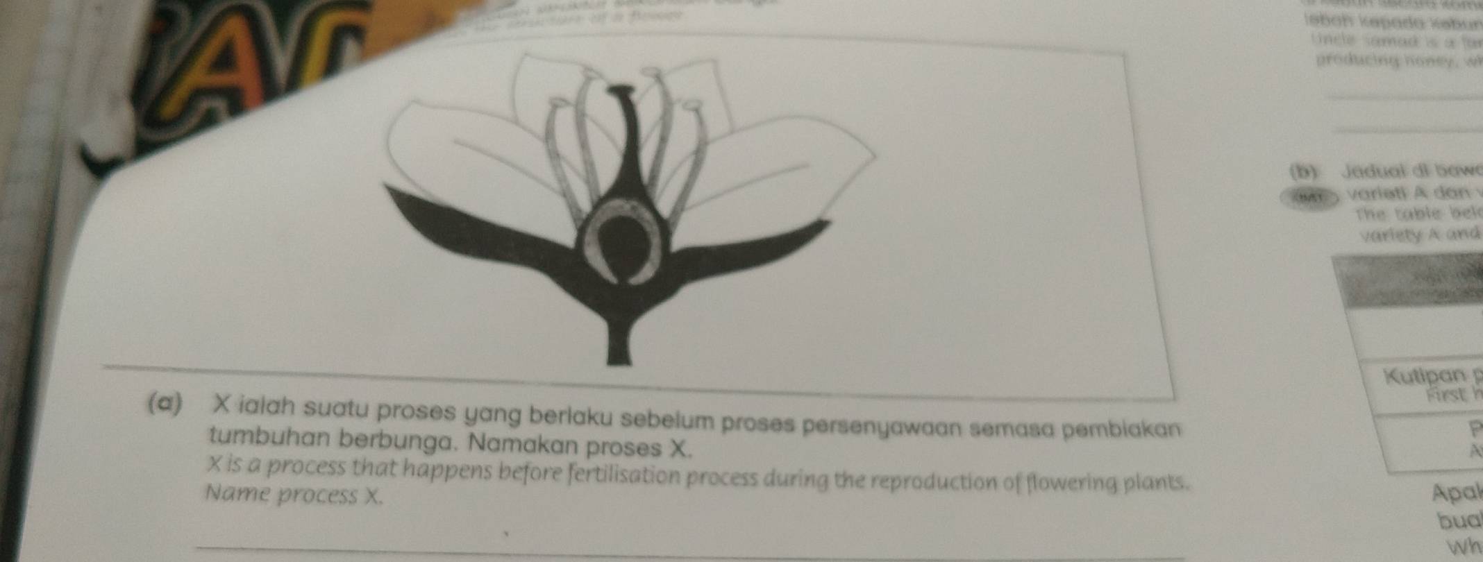 Jəbüh kəpada kəbun 
Uncle samad is a for 
producing honey, w 
_ 
_ 
(b) Jadual di bow 
varieti A dn 
The table bek 
d 


(a) X ialah suatu proses yang berlaku sebelum proses persenyawaan semasa pembiakan 
P 
tumbuhan berbunga. Namakan proses X. 
A
X is a process that happens before fertilisation process during the reproduction of flowering plants. 
Name process X. 
Apal 
bua 
Wh