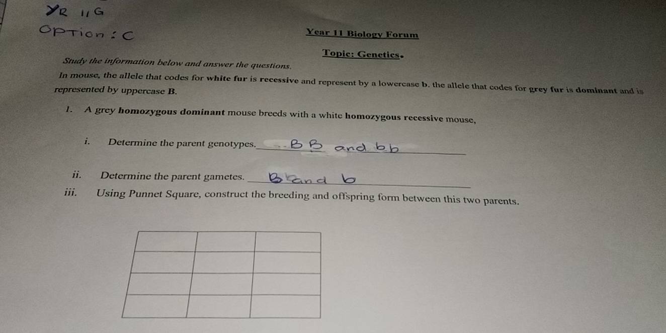 Year 11 Biology Forum 
Topic: Genetics. 
Study the information below and answer the questions. 
In mouse, the allele that codes for white fur is recessive and represent by a lowercase b. the allele that codes for grey fur is dominant and is 
represented by uppercase B. 
1. A grey homozygous dominant mouse breeds with a white homozygous recessive mouse, 
_ 
i. Determine the parent genotypes._ 
_ 
ii. Determine the parent gametes. 
iii. Using Punnet Square, construct the breeding and offspring form between this two parents.