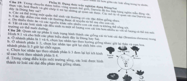 Itành tốt hơn giữa các loài sống trong tự nhiên.
Phần II. Dạng thức trắc nghiệm đạng Đúng/Sai
Câu 19: Trong chuyển thẩm hiểm vòng quanh thế giới, Darwin đã thu thập hàng nghĩn mẫu động vật.
đây là Đúng hay sai?
thực vật, hoá thạch và ghi chép tỉ mĩ lại những gi quan sát được. Các mô tả về quan sát của Darwin sau
a. Các cá thể trong một quần thể sinh vật thường có các đặc điểm giống nhau.
b. Các đặc điểm của sinh vật thường được đi truyền từ bố mẹ cho con cái.
c. Do thiếu thức ăn và các nguồn khác nên nhiều con cái sinh ra không thể sống sót
d. Tất cã các loài sinh vật đều sinh ra một số lượng con cái lớn hơn nhiều so với số lượng cá thể mà môi
trường có thể nuôi dưỡng.
Câu 20: Quan sát sự phần lị tính trạng hình thành các giống cải từ loài cài dại (Brassica oleracea) trong
Hình 9. 1 và cho biết các phát biểu dưới đây là Đùng hay Sai.
a. Ở nhánh phân là 1 và 6, chọn lọc nhân tạo theo hướng giống
b. Ở nhánh phân li 2, chọn lọc nhân tạo giữ lại chồi bên còn
nhánh phân li 5 giữ lại chồi ngọn.
c. Chọn lọc nhân tạo theo nhánh phân li 3 đem lại lợi ích kinh
tế cao hơn theo nhánh phân li 4.
d. Trong cùng điều kiện môi trường sống, các loài được hình
thành từ loài cải đại đều phản ứng giồng nhau.