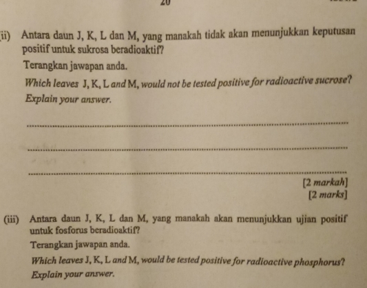 20 
(ii) Antara daun J, K, L dan M, yang manakah tidak akan menunjukkan keputusan 
positif untuk sukrosa beradioaktif? 
Terangkan jawapan anda. 
Which leaves J, K, L and M, would not be tested positive for radioactive sucrose? 
Explain your answer. 
_ 
_ 
_ 
[2 markah] 
[2 marks] 
(iii) Antara daun J, K, L dan M, yang manakah akan menunjukkan ujian positif 
untuk fosforus beradioaktif? 
Terangkan jawapan anda. 
Which leaves J, K, L and M, would be tested positive for radioactive phosphorus? 
Explain your answer.