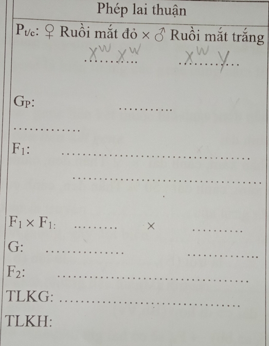 Phép lai thuận 
Pvc: Ruồi mắt đỏ * sigma Ruồi mắt trăng 
_ 
_ 
Gp: 
_ 
_
F_1. 
_ 
_
F_1* F_1 : _ 
× 
_ 
_ 
_ 
G:
F_2. 
_ 
TLKG:_ 
TLKH: