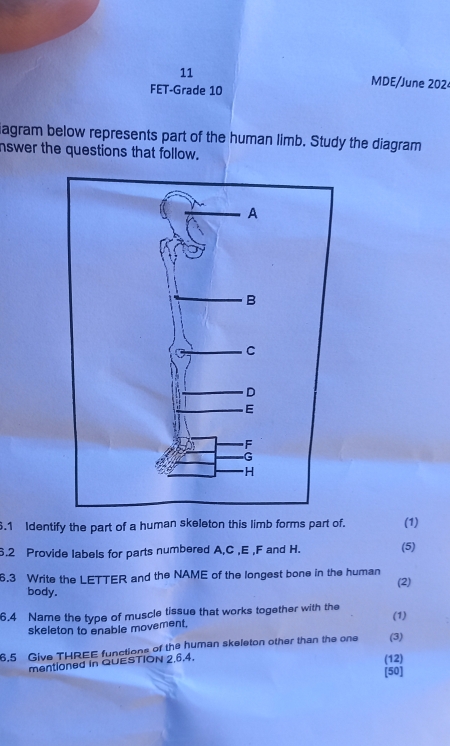 MDE/June 2024 
FET-Grade 10 
agram below represents part of the human limb. Study the diagram 
nswer the questions that follow. 
6.1 Identify the part of a human skeleton this limb forms part of. (1) 
6.2 Provide labels for parts numbered A, C , E , F and H. (5) 
6.3 Write the LETTER and the NAME of the longest bone in the human (2) 
body. 
6.4 Name the type of muscle tissue that works together with the (1) 
skeleton to enable movement, 
6.5 Give THREE functions of the human skeleton other than the one (3) 
mentioned in QUESTION 2.6.4. 
(12) 
[50]