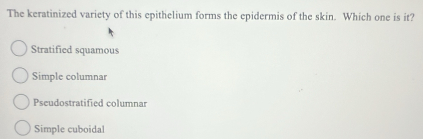 The keratinized variety of this epithelium forms the epidermis of the skin. Which one is it?
Stratified squamous
Simple columnar
Pseudostratified columnar
Simple cuboidal