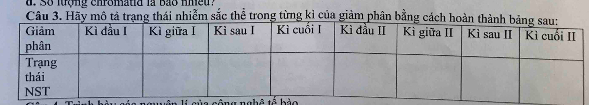 So lượng chromatid là bão nhieu? 
Câu 3. Hãy mô tả trạng thái nhiễm sắc thể trong từng kì của giảm phân bằng cách 
l của cộng nghệ tề bào