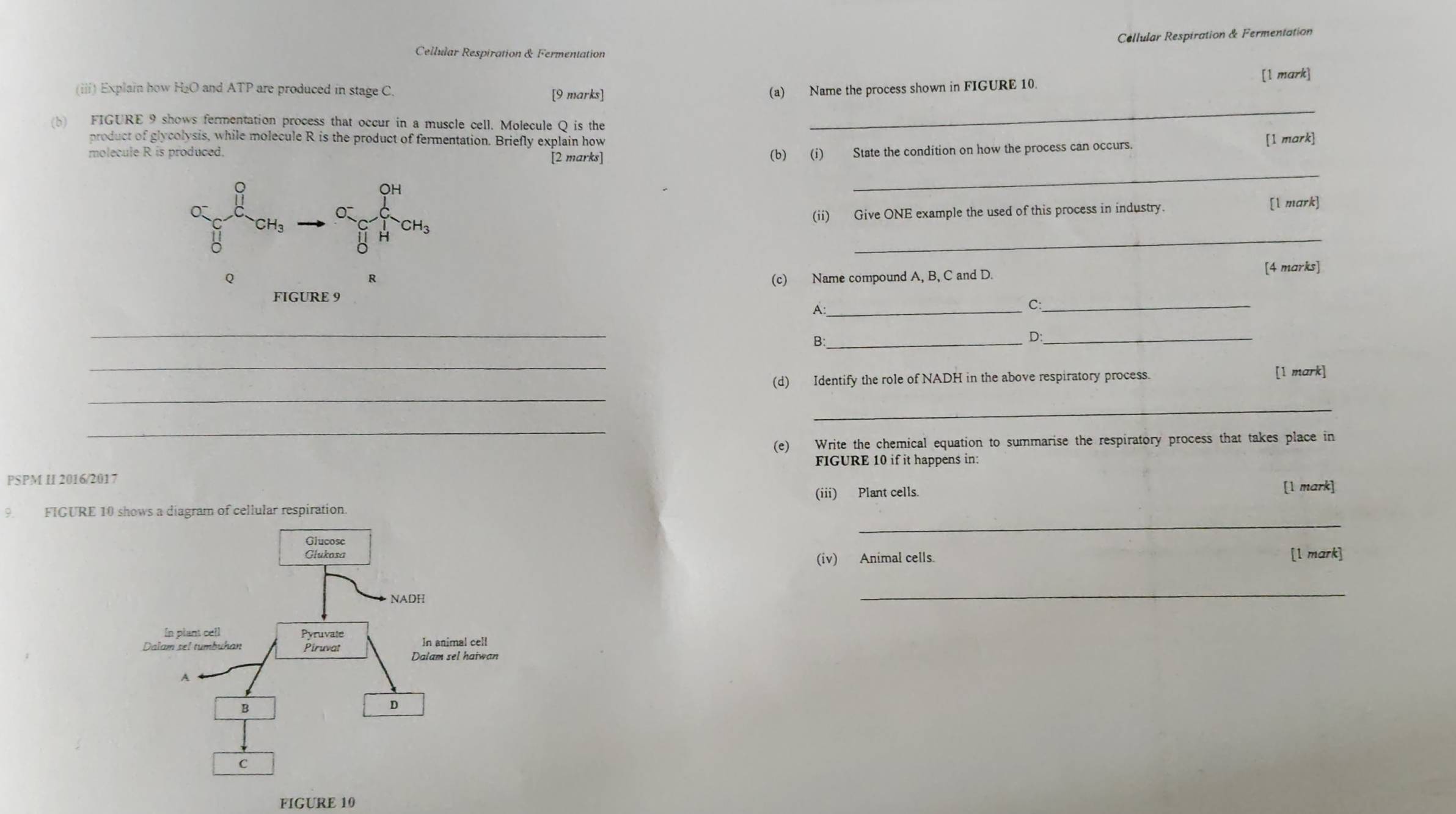Cellular Respiration & Fermentation 
Cellular Respiration & Fermentation 
[1 mark] 
(iii) Explain how H₂O and ATP are produced in stage C. [9 marks] (a) Name the process shown in FIGURE 10. 
(b) FIGURE 9 shows fermentation process that occur in a muscle cell. Molecule Q is the 
_ 
product of glycolysis, while molecule R is the product of fermentation. Briefly explain how [1 mark] 
molecule R is produced. [2 marks] 
(b) (i) State the condition on how the process can occurs. 
OH 
_
CH_3 (ii) Give ONE example the used of this process in industry. [1 mark] 
0 
_ 
H CH_3
Q (c) Name compound A, B, C and D. 
[4 marks] 
R 
FIGURE 9 
A:_ 
C:_ 
_ 
_B 
0._ 
_ 
_ 
(d) Identify the role of NADH in the above respiratory process. [1 mark] 
_ 
_ 
(e) Write the chemical equation to summarise the respiratory process that takes place in 
FIGURE 10 if it happens in: 
PSPM II 2016/2017 
_ 
9. FIGURE 10 shows a diagram of cellular respiration. (iii) Plant cells. 
[1 mark] 
[1 mark] 
(iv) Animal cells. 
_ 
FIGURE 10