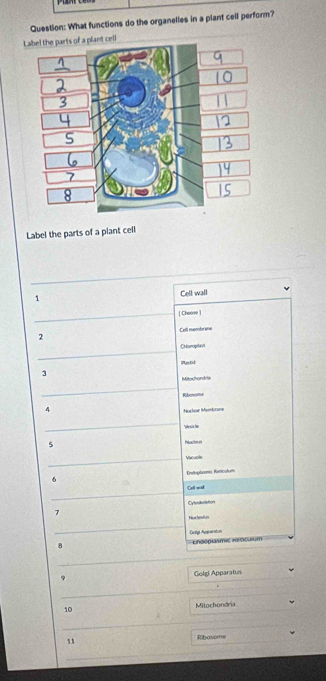 What functions do the organelles in a plant cell perform? 
Lplant cell 
Label the parts of a plant cell 
Cell wall 
1 
[ Choose ]
2 Cell membrane 
Chloroplast 
Plastid 
3 
Mitochondria 
Ribosome 
4 
Nuclear Membrane 
Vesicle 
5 
Nucleus 
Vacuole 
Endoplasmic Reticulum 
6 
Cell wall 
Cytoskeleton 
7 
Nucleolus 
Golgi Apparatus 
8 
Endoplasmic Kencuium 
9 Golgi Apparatus 
10 
Mitochondria 
11 Ribasome