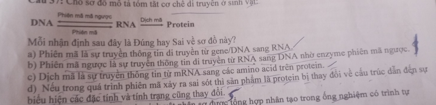 au 37: Chó sơ đô mô tả tóm tặt cơ chê di truyên ở sinh Vật:
Phiên mã mã ngược
DNA e ma ma ngườe RNA Dịch ma Protein
Phiên mã
Mỗi nhận định sau đây là Đúng hay Sai về sơ đồ này?
a) Phiên mã là sự truyền thông tin di truyền từ gene/DNA sang RNA.
b) Phiên mã ngược là sự truyền thông tin di truyền từ RNA sang DNA nhờ enzyme phiên mã ngược.
c) Dịch mã là sự truyền thông tin từ mRNA sang các amino acid trên protein.
d) Nếu trong quá trình phiên mã xảy ra sai sót thì sản phẩm là protein bị thay đồi về cấu trúc dẫn đến sự
biểu hiện các đặc tính và tính trạng cũng thay đổi.
sợ được tổng hợp nhân tạo trong ống nghiệm có trình tự