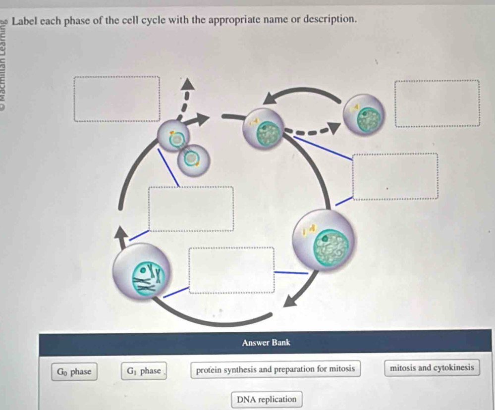 Để Label each phase of the cell cycle with the appropriate name or description. 
Answer Bank
G_0 phase G_1 phase protein synthesis and preparation for mitosis mitosis and cytokinesis 
DNA replication