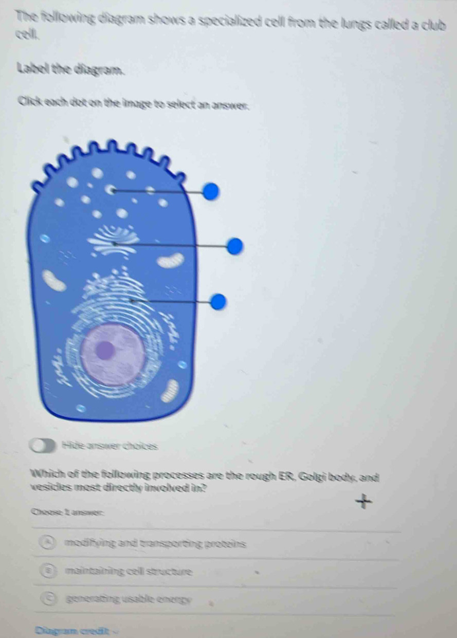 Solved: The following diagram shows a specialized cell from the lungs ...