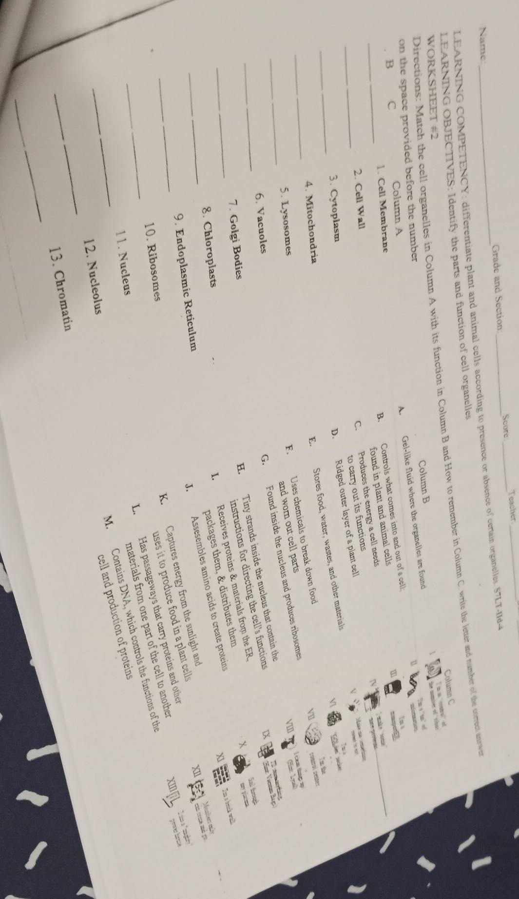 Grade and Section _Score _Teacher_
Name
LEARNING COMPETENCY: differentiate plant and animal cells according to presence or absence of certain organelles. S7LT-IId-4
LEARNING OBJECTIVES: Identify the parts and function of cell organelles
Directions: Match the cell organelles in Column A with its function in Column B and How to remember in Column C. write the letter and number of the correct anerwe
Column B Column C
WORKSHEET #2
 the numirer of 'ribs'
m e
on the space provided before the number
1ma
B C
Column A
A. Gel-like fluid where the organelles are found I'm a "coutro" of
umsporER
_
1. Cell Membrane
B. Controls what comes into and out of a cell [] mfommetes_
found in plant and animal cells
puce proests
_
_
2. Cell Wall
C. Produces the energy a cell needs
V
  
_
3. Cytoplasm
D. Ridged outer layer of a plant cell `` make ' som '
to carry out its functions
V1
To the
_
4. Mitochondria
E. Stores food, water, wastes, and other materials Make na otas coed ts ear
VII
I ceam thg up
5. Lysosomes
F. Uses chemicals to break down food
VIII Hist Lyeal
_
6. Vacuoles
G. Found inside the nucleus and produces ribosomes control center
and worn out cell parts
DX
_
H. Tiny strands inside the nucleus that contain the
Sal trough
7. Golgi Bodies
instructions for directing the cell's functions
mny pac ta
_
8. Chloroplasts
I. Receives proteins & materials from the ER.
packages them, & distributes them
X1
_
XII   
_
K. Captures energy from the sunlight and Im 1 bek wal
9. Endoplasmic Reticulum
J. Assesembles amino acids to create proteins
I  a " mighery."
uses it to produce food in a plant cells 
_
L. Has passageways that carry proteins and other Mumber mly ms coma mó go
10. Ribosomes
materials from one part of the cell to another
xfl
_
M. Contains DNA, which controls the functions of the power hrnce
11. Nucleus
cell and production of proteins
_
12. Nucleolus
_
13. Chromatin