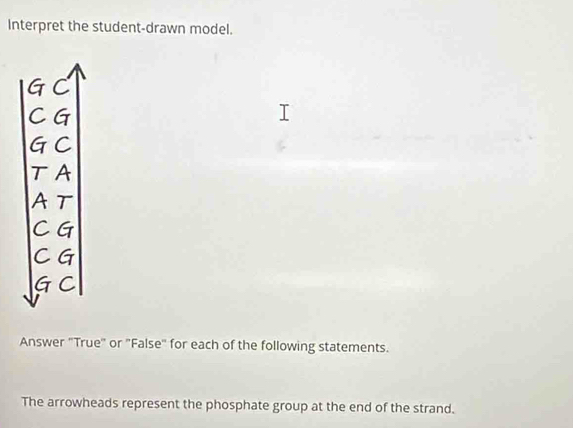 Interpret the student-drawn model. 
Answer "True" or "False" for each of the following statements. 
The arrowheads represent the phosphate group at the end of the strand.