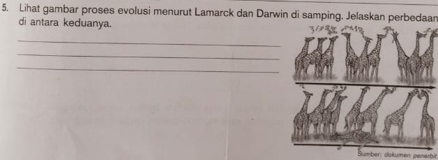 Lihat gambar proses evolusi menurut Lamarck dan Darwin di samping. Jelaskan perbedaan 
di antara keduanya. 
_ 
_ 
_ 
Sumber: dokumen penerbit