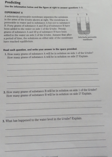 Predicting 
Use the information below and the figure at right to answer questions 1-3. 
EXPERIMENT A 1 1 
A selectively permeable membrane separates the solutions 
in the arms of the U-tube shown at right. The membrane is 
permeable to water and to substance A but not to substance 
B. Forty grams of substance A and 20 g of substance B have 
been added to the water on side I of the U-tube. Twenty 
grams of substance A and 40 g of substance B have been 
added to the water on side 2 of the U-tube. Assume that after 
have reached equilibrium a period of time, the solutions on either side of the membrane Selectively permeable membrane 
Read each question, and write your answer in the space provided. 
1. How many grams of substance A will be in solution on side 1 of the U-tube? 
How many grams of substance A will be in solution on side 2? Explain. 
_ 
_ 
_ 
_ 
_ 
2. How many grams of substance B will be in solution on side 1 of the U-tube? 
How many grams of substance B will be in solution on side 2? Explain. 
_ 
_ 
_ 
3. What has happened to the water level in the U-tube? Explain. 
_ 
_ 
_ 
_